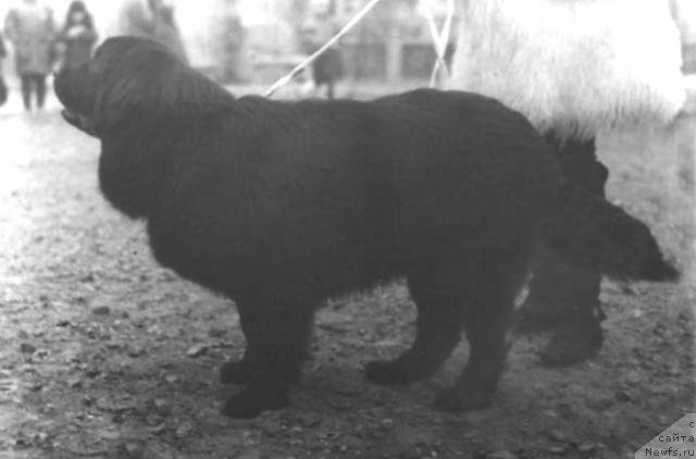 Фото: ньюфаундленд Норелла Паяна Шер