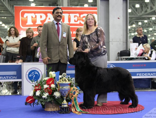 Фото: ньюфаундленд Сент Джонс Дора (Sent Djons Dora)