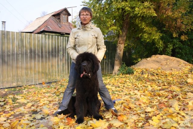 Фото: ньюфаундленд Бегущая по Волнам Зеро Коол