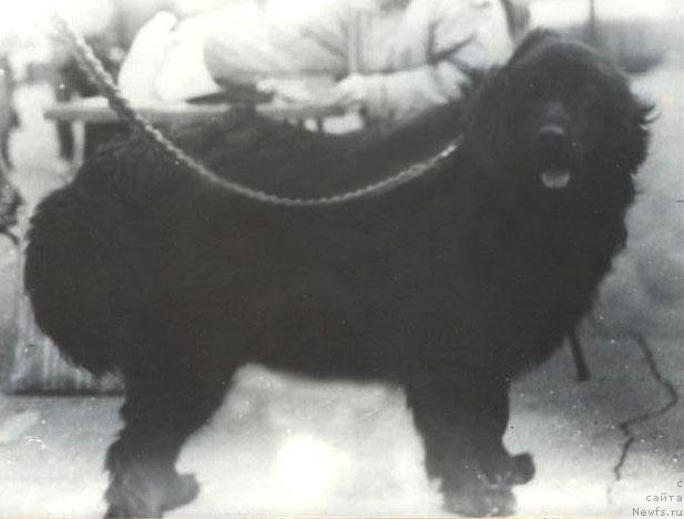 Фото: ньюфаундленд Жак Ифрид Хорн