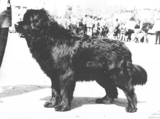 Фото: ньюфаундленд Захар Юташер