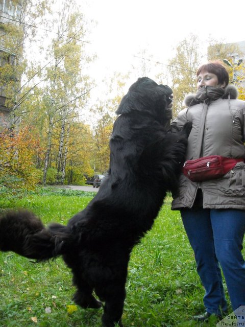 Фото: ньюфаундленд Бьянка Седьмое Чудо Света