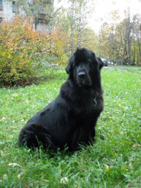 Фото: ньюфаундленд Бьянка Седьмое Чудо Света
