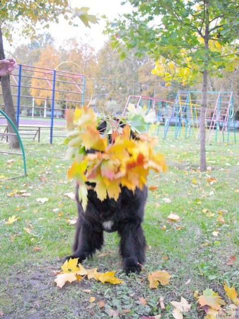 Фото: ньюфаундленд Бьянка Седьмое Чудо Света