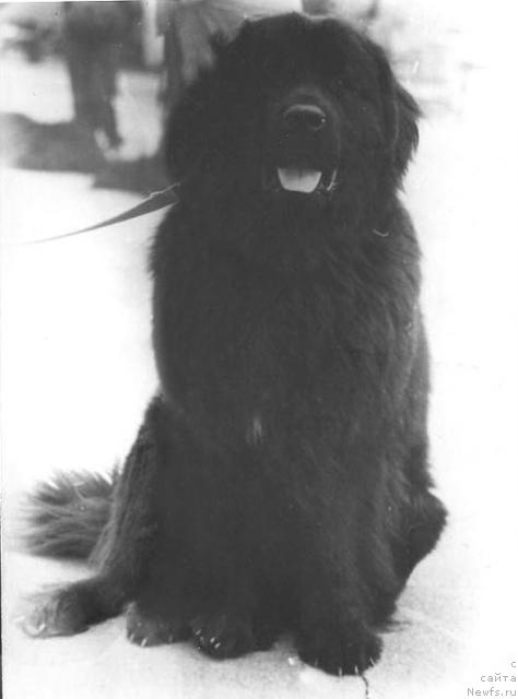 Фото: ньюфаундленд Норман Чар Юстин