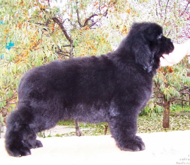 Фото: щенки, ньюфаундленд Акватория Келвин Звездная Королева (Aquatoriya Kelvin Zvezdnaya Koroleva)