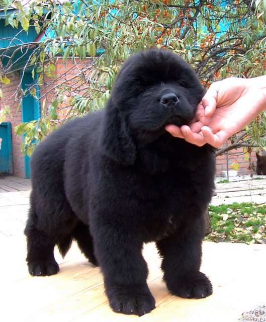 Фото: щенки, ньюфаундленд Акватория Келвин Звездная Королева (Aquatoriya Kelvin Zvezdnaya Koroleva)