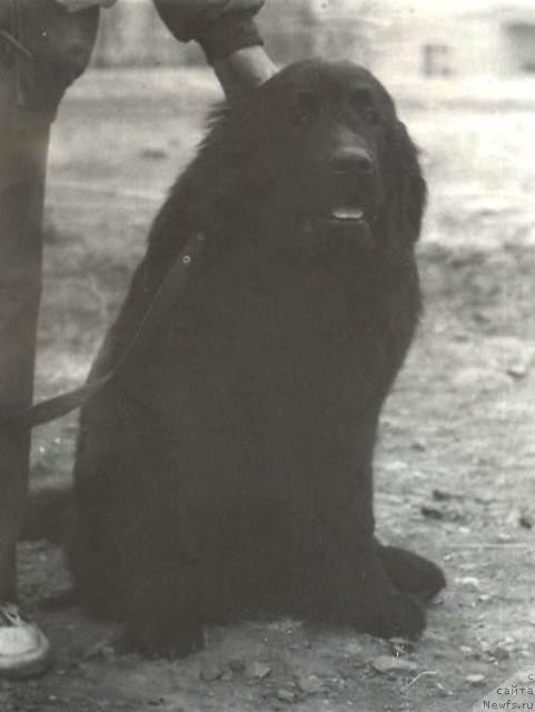 Фото: ньюфаундленд Норберт Паяна Шер Хорн