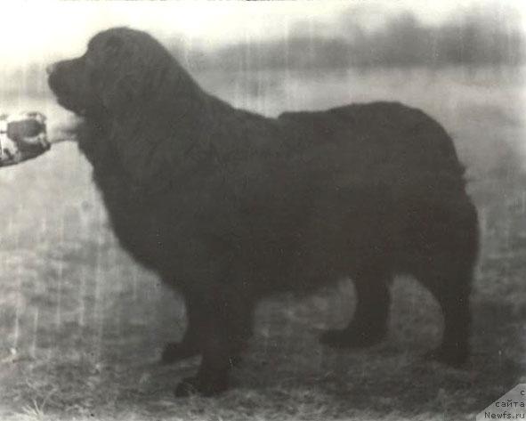 Фото: ньюфаундленд Паяна Море Дэскри Кэт