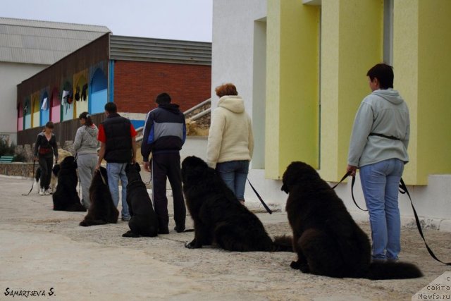 Фото: Анастасия Кормакова, ньюфаундленд Don't Worry Be Happy de L'Etoile de Cyrice, Анастасия Михайлова, ньюфаундленд Смигар Гордон-Феллоу (Smigar Gordon Fellow), Корс, Ирина Долотова, ньюфаундленд Жемчуг Гранд из Уникальной Коллекции, Оксана, Самурай...