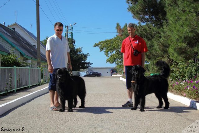 Фото: Гена и Шериф, Андрей Кошкидько, ньюфаундленд Юнона