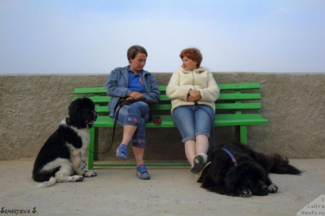 Фото: Ксения Семикова, ньюфаундленд Питерньюф И Дид Ит Агаин (Piternyuf I Did It Again), Ирина Долотова, ньюфаундленд Жемчуг Гранд из Уникальной Коллекции