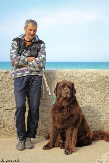 Фото: Виктор Малинин, ньюфаундленд Смигар Ришель Леди Фортуна (Smigar Rishel Lady Fortuna)