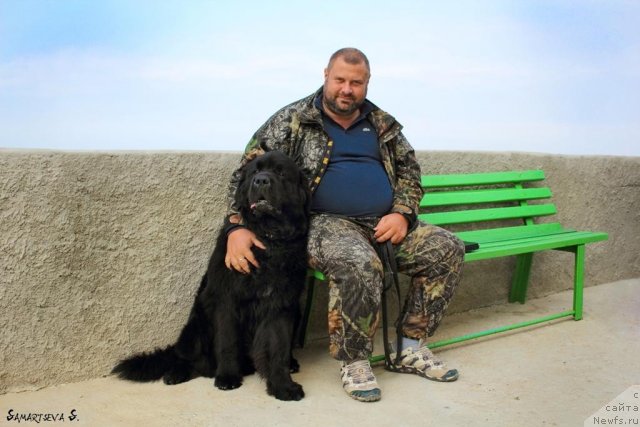 Фото: Юрий Малев, ньюфаундленд Topgallant's Attorney