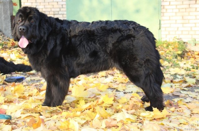 Фото: ньюфаундленд Fortuna of Giant's Island