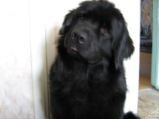 Фото: ньюфаундленд Женевьев Гарни Ледэн