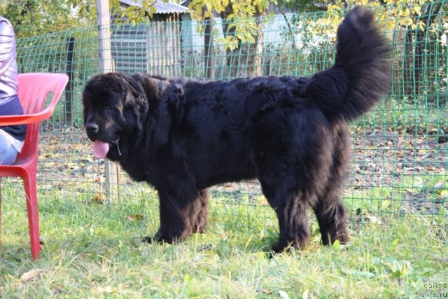 Фото: ньюфаундленд Fortuna of Giant's Island