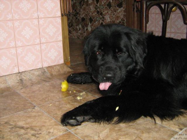 Фото: ньюфаундленд Женевьев Гарни Ледэн