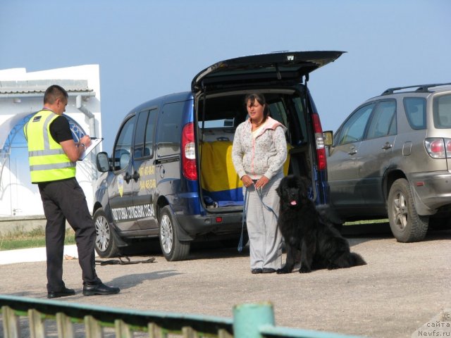 Фото: Анастасия Михайлова, ньюфаундленд Смигар Гордон-Феллоу (Smigar Gordon Fellow)