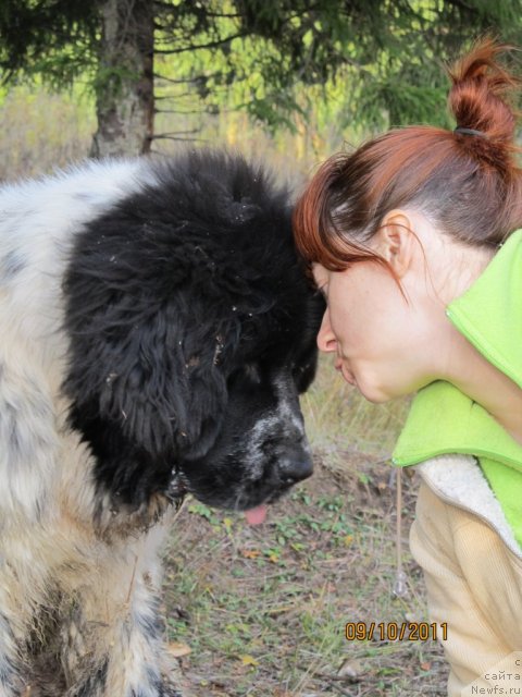 Фото: Ирина Нистратова, ньюфаундленд Супер Бизон Екатеринбург (Super Bizon Ekaterinburg)
