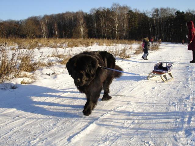 Фото: ньюфаундленд Чанси из Золотого Треугольника