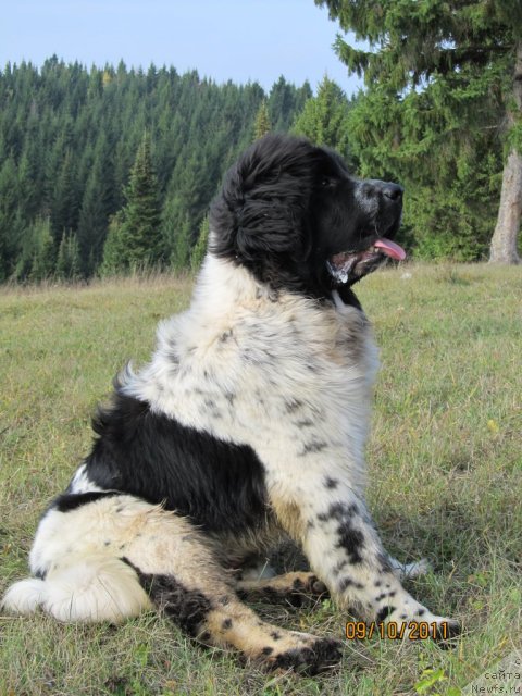 Фото: ньюфаундленд Супер Бизон Екатеринбург (Super Bizon Ekaterinburg)