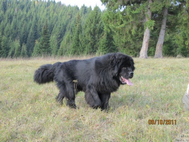 Фото: ньюфаундленд Их Высочество Владлена Маджикс