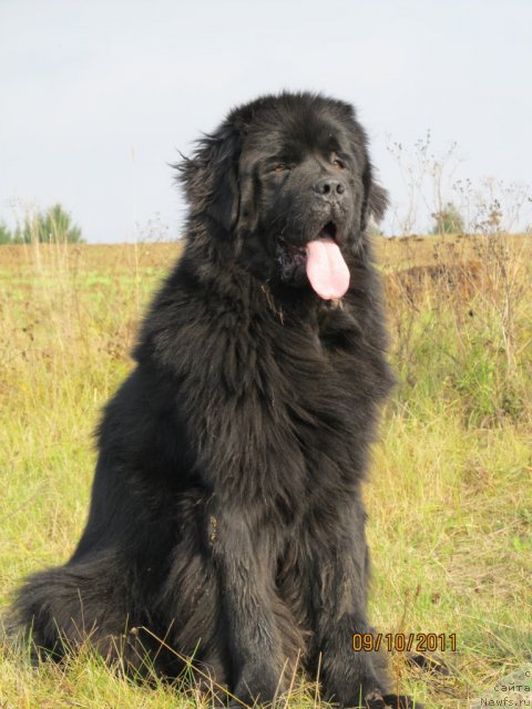 Фото: ньюфаундленд Их Высочество Владлена Маджикс