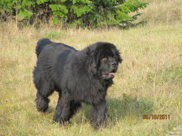 Фото: ньюфаундленд Их Высочество Владлена Маджикс