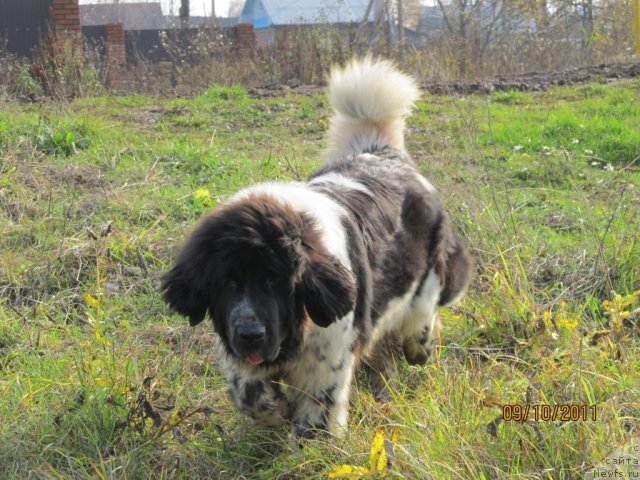 Фото: ньюфаундленд Супер Бизон Екатеринбург (Super Bizon Ekaterinburg)