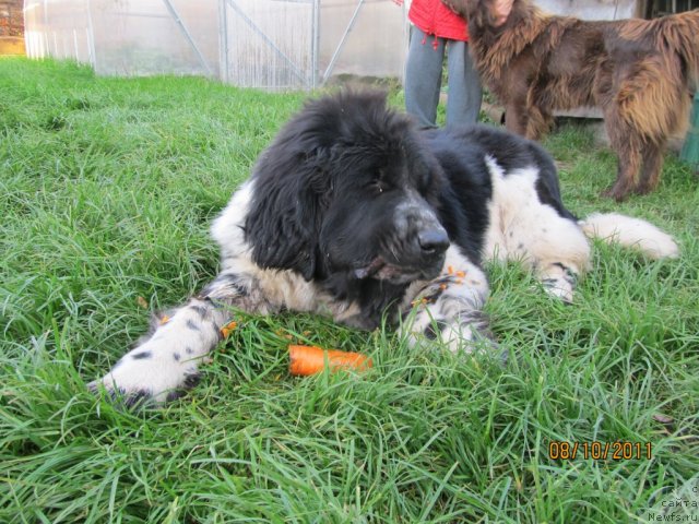 Фото: ньюфаундленд Супер Бизон Екатеринбург (Super Bizon Ekaterinburg)