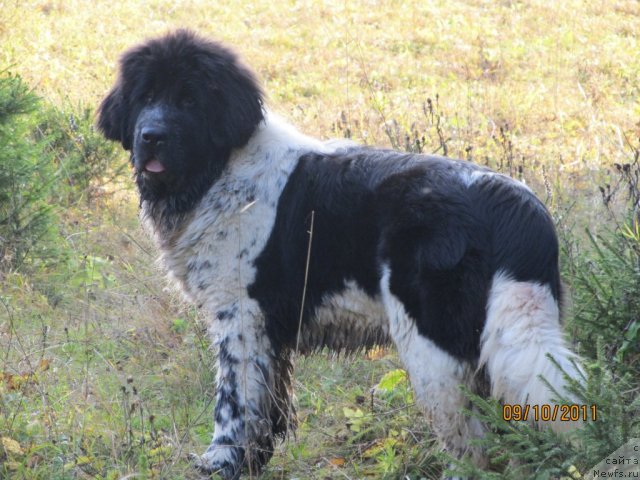 Фото: ньюфаундленд Супер Бизон Екатеринбург (Super Bizon Ekaterinburg)