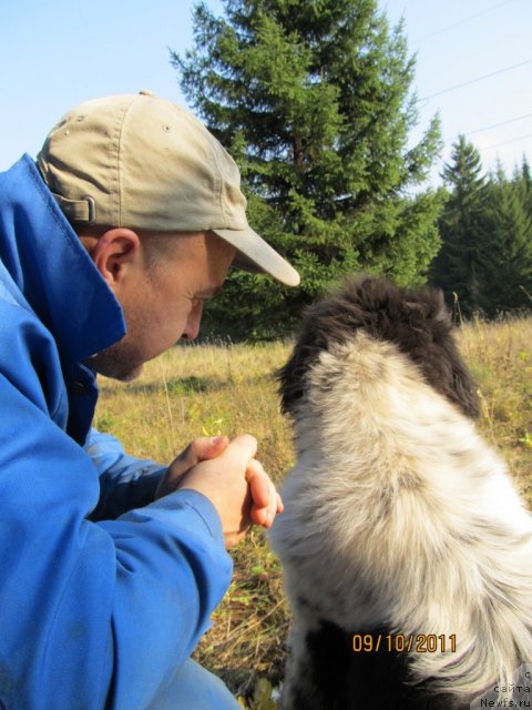 Фото: ньюфаундленд Супер Бизон Екатеринбург (Super Bizon Ekaterinburg), Алексей Нистратов