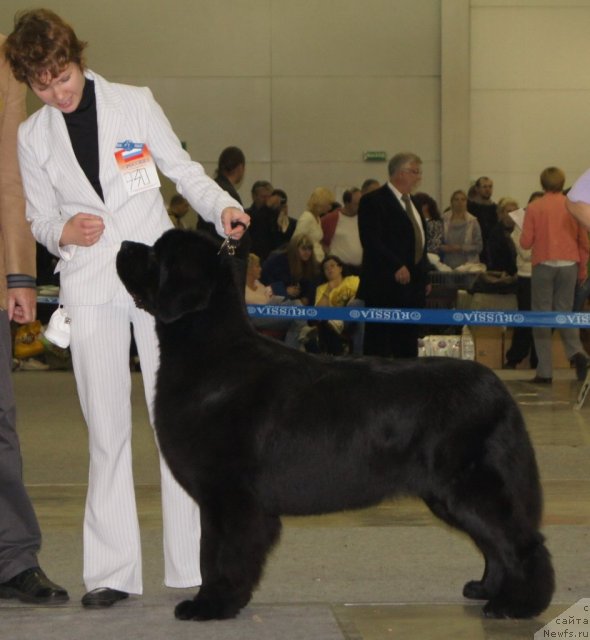 Фото: Анастасия Мищенко, ньюфаундленд Акватория Келвин Ламборджини (Aquatoriya Kelvin Lambordghini)