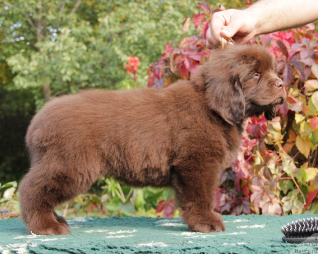 Фото: ньюфаундленд Флиртующий Франт с Берега Дона (Flirtujuschii Frant s Berega Dona)