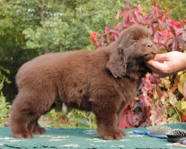 Фото: ньюфаундленд Флиртующий Франт с Берега Дона (Flirtujuschii Frant s Berega Dona)