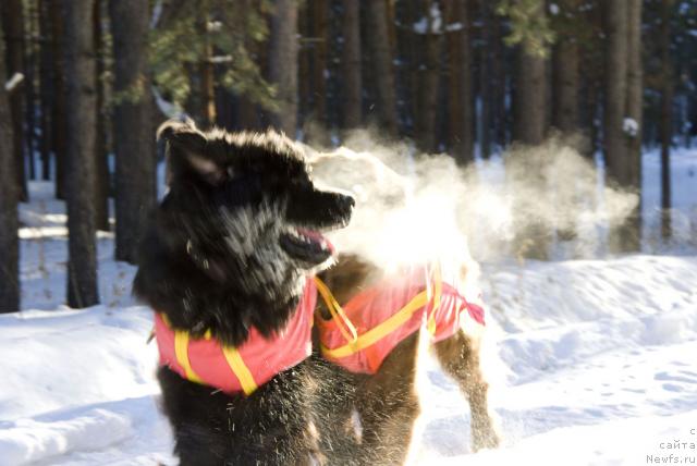 Фото: ньюфаундленд Юган с Тоянова Городка (Ygan s Toyanova Gorodka)