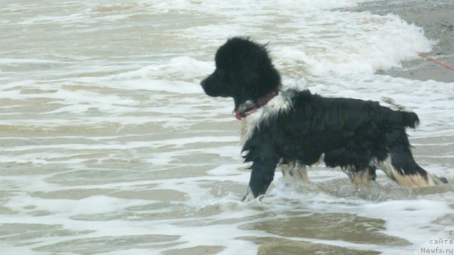 Фотография № 78952