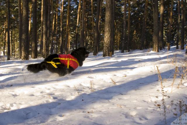 Фото: ньюфаундленд Юган с Тоянова Городка (Ygan s Toyanova Gorodka)