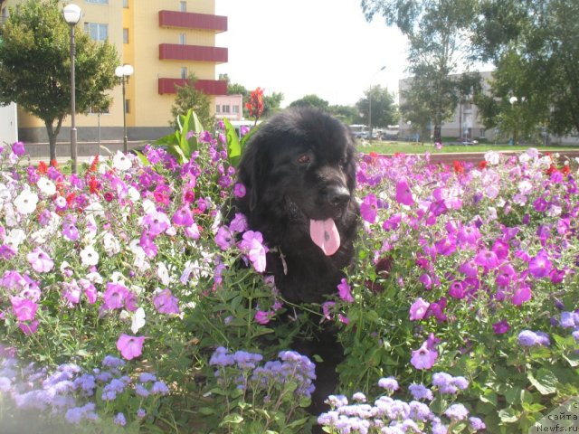 Фото: ньюфаундленд Цыганский Каприз