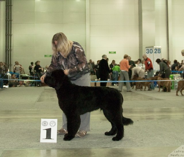 Фото: ньюфаундленд Very Fairweathers X'Got The Rhythm