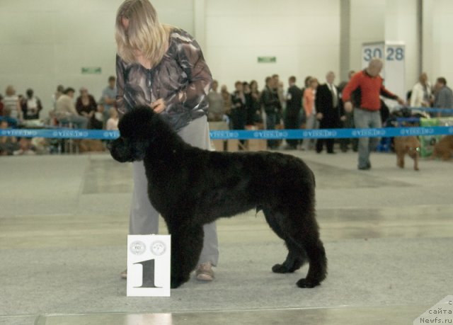 Фото: ньюфаундленд Very Fairweathers X'Got The Rhythm