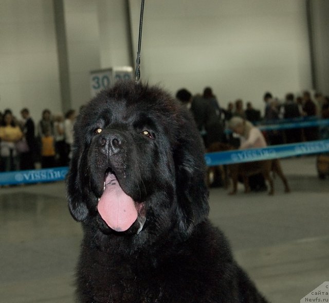 Фото: ньюфаундленд Very Fairweathers X'Got The Rhythm