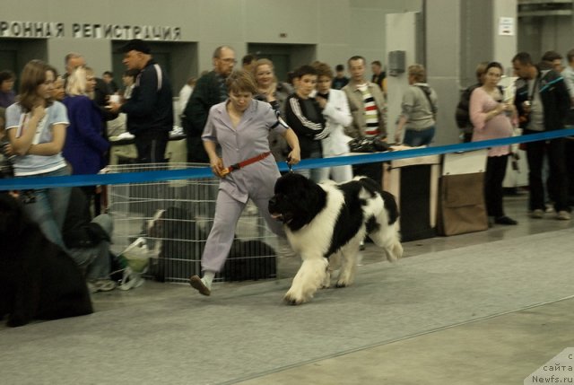 Фото: ньюфаундленд Супер Премиум Жодо Феролли (Super Premium Zhodo Ferolli)