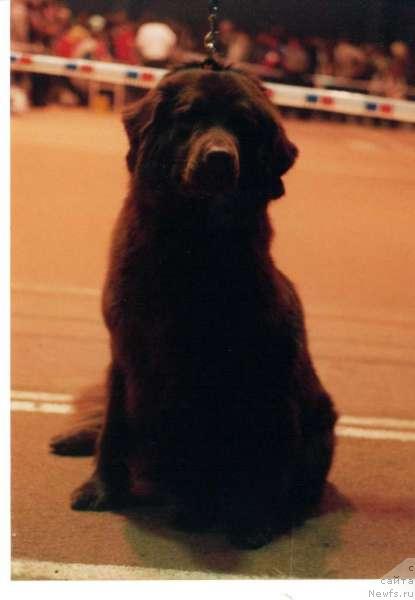 Фото: ньюфаундленд Обуш Шед Трюфель (Obush Shed Trufel)