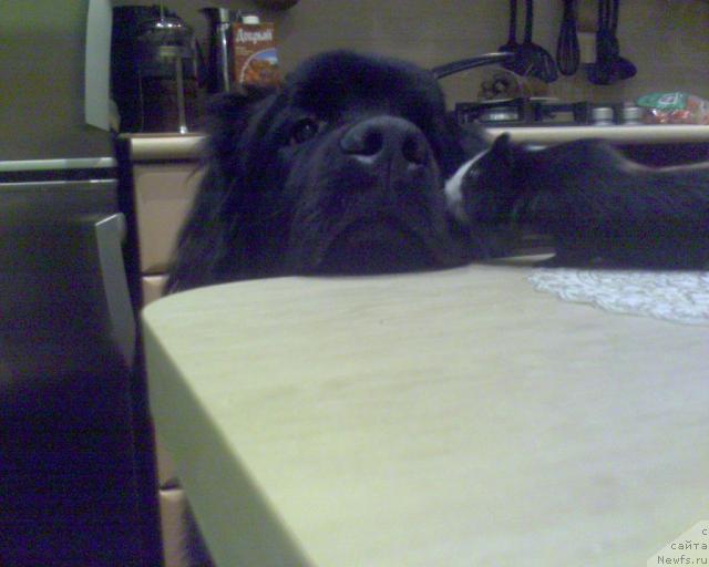 Фото: ньюфаундленд Ай Лав Рич (Ai Love Rich)