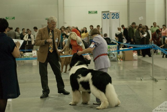 Фото: ньюфаундленд Супер Премиум Жодо Феролли (Super Premium Zhodo Ferolli)