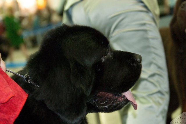 Фотография № 79009