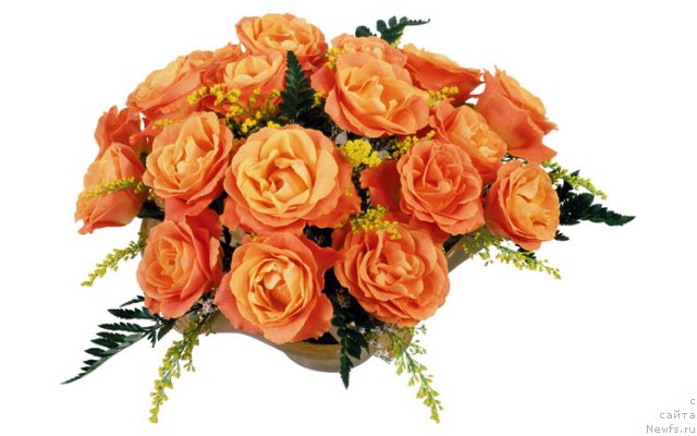 Фотография № 79017