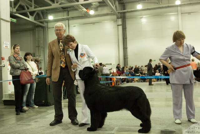 Фото: ньюфаундленд Акватория Келвин Ламборджини (Aquatoriya Kelvin Lambordghini)